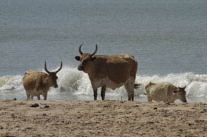 Senegal