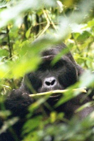 Ugandan gorillat ja sademetsät