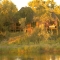 Simbambili - Sabi Sands Private Game Reserve