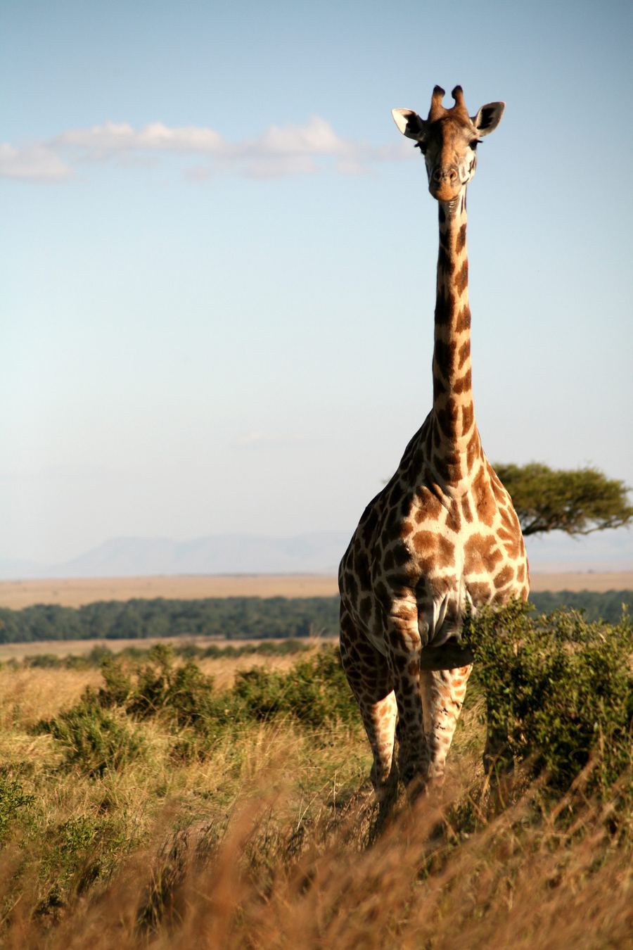 Afrikka