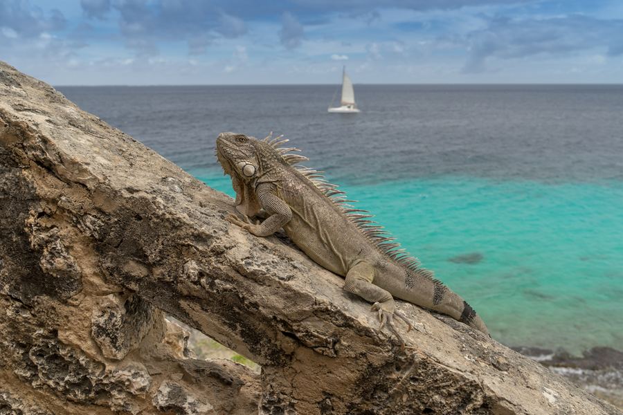 BONAIRE – KORALLIRIUTAT JA RANNIKKO