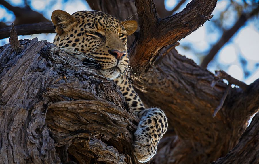 Chobe ja Victoria Falls