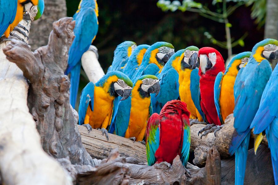 COSTA RICA – SADEMETSÄT JA TYYNENMEREN RANNIKKO