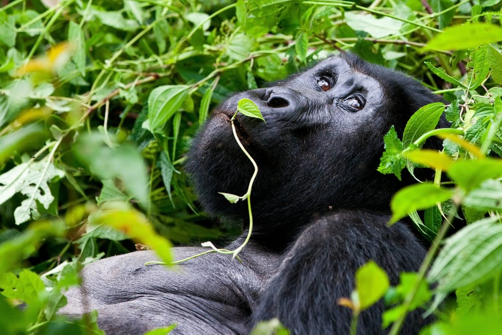 Uganda, Rwanda ja Kenia – Sademetsästä savannille