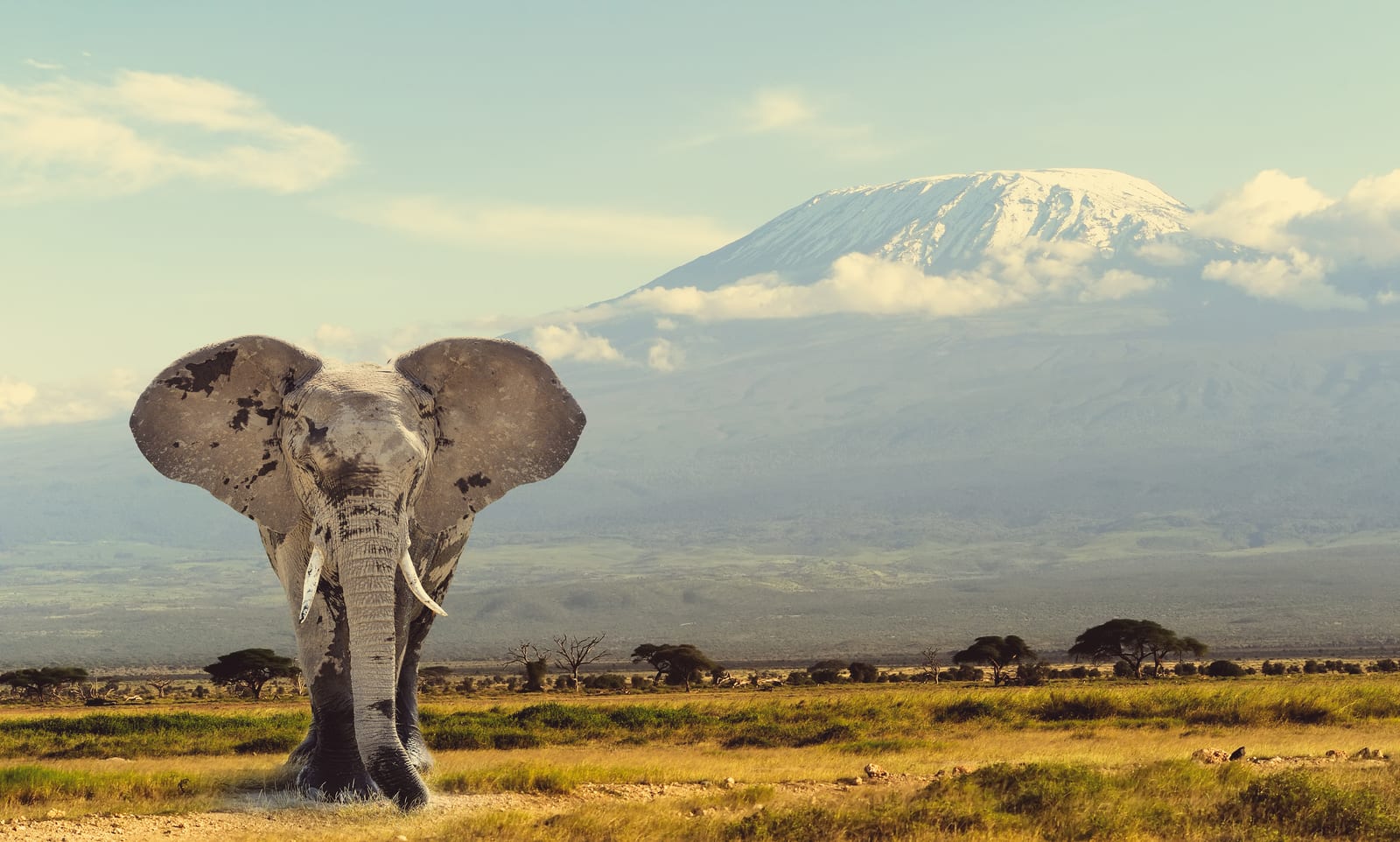 Kenia ja Tansania – Itä-Afrikan safari