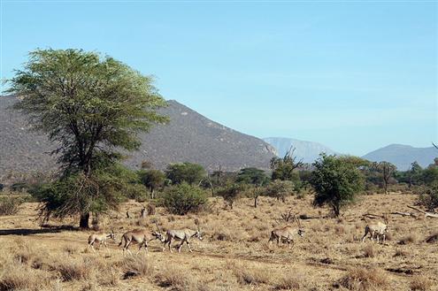 Samburu National Park